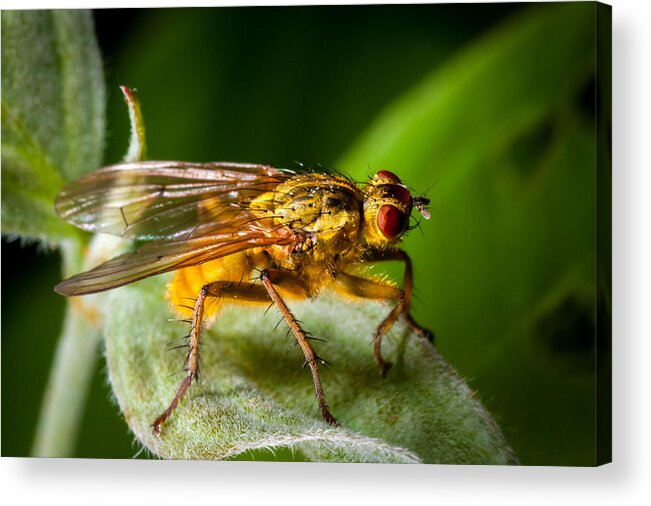 Insect Acrylic Print featuring the photograph Dung Fly on Leaf by Jeff Phillippi