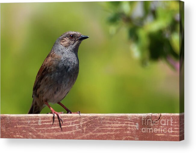 Dunnock Acrylic Print featuring the photograph Dunnock by Terri Waters