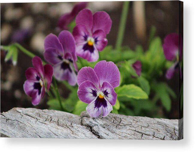 Rustic Wood Acrylic Print featuring the photograph Duo Tone Purple Pansies and Rustic Wood by Colleen Cornelius