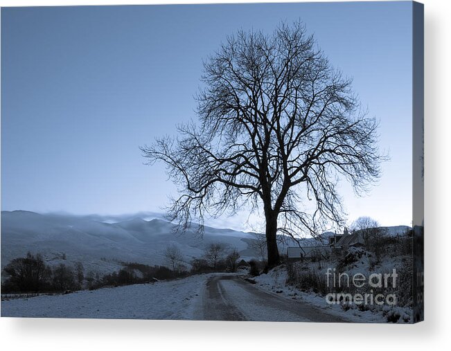 Tree Acrylic Print featuring the photograph Dusk in Scottish Highlands by David Bleeker