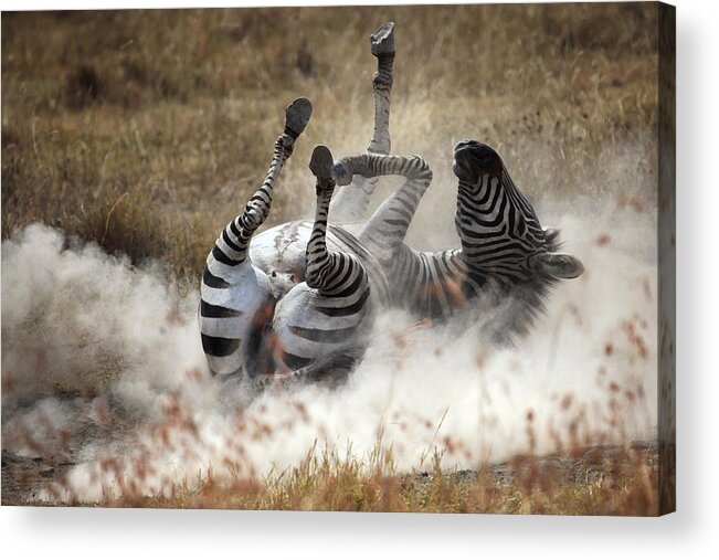 Tanzania Acrylic Print featuring the photograph Dust Bath by Michel Guyot