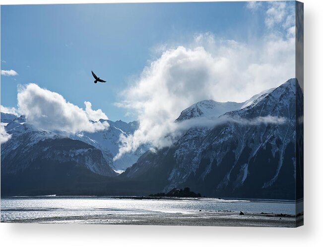 Alaska Acrylic Print featuring the photograph Eagle flying over the Chilkat Inlet by Michele Cornelius