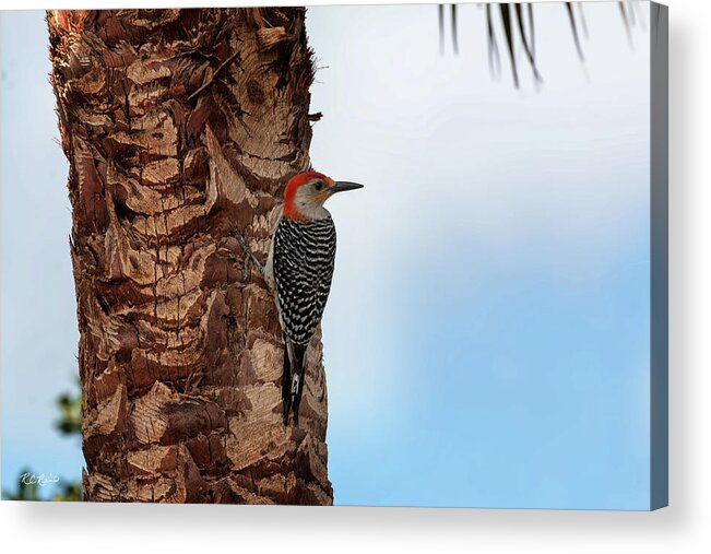 Florida Acrylic Print featuring the photograph Eagle Lakes Park - Red-Bellied Woodpecker Peering for Next Tree by Ronald Reid