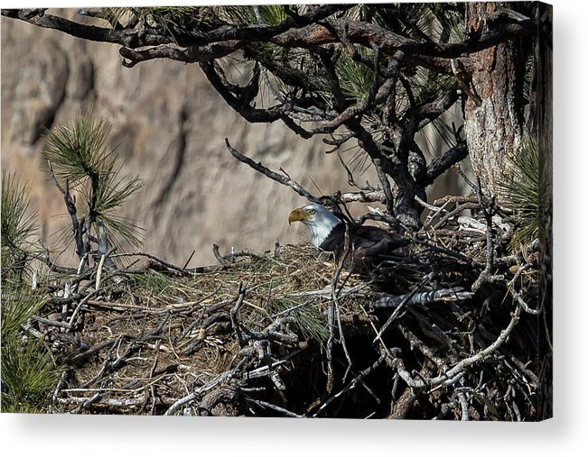 Eagle Acrylic Print featuring the photograph Eagle on the Nest, No. 3 by Belinda Greb