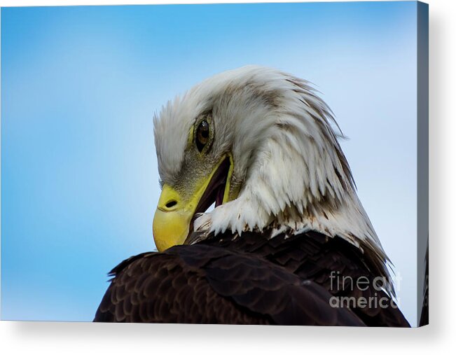 Eagle Acrylic Print featuring the photograph Eagle by Quinn Sedam