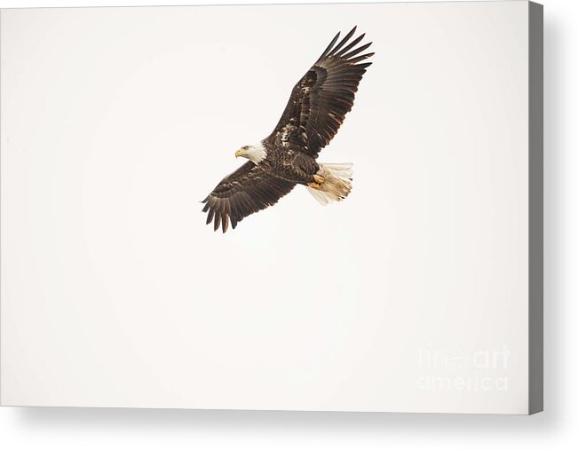 Eagles Acrylic Print featuring the photograph Eagles on the Fox - 11 by David Bearden