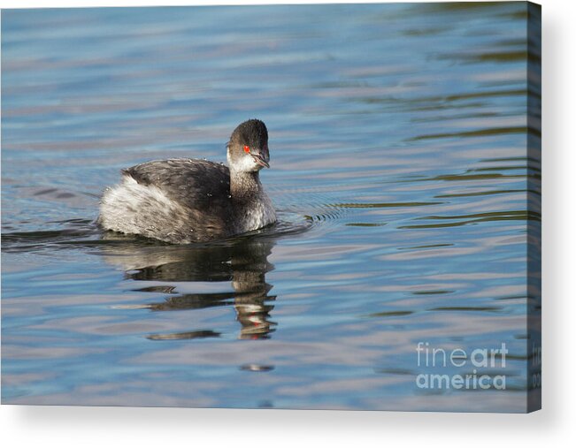 Grebe Acrylic Print featuring the photograph Eared Grebe by Ruth Jolly