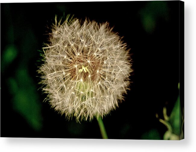 Dandelion Acrylic Print featuring the photograph Early in the morning. by Elena Perelman