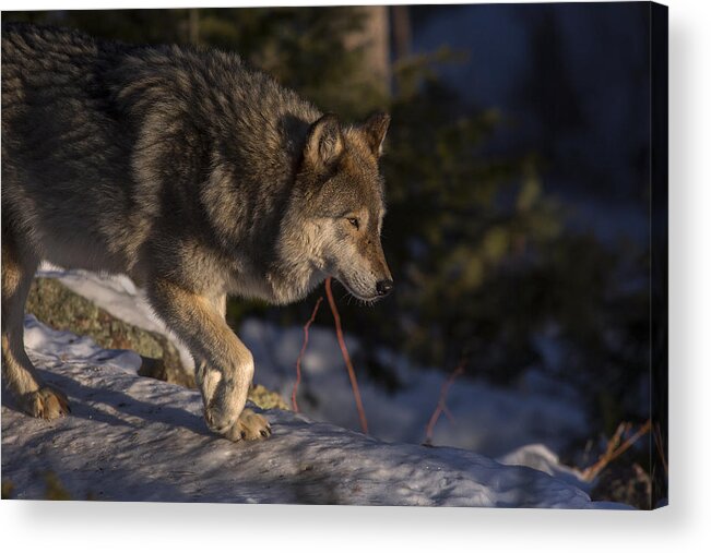 Wolf Acrylic Print featuring the photograph Early light by Jeff Shumaker