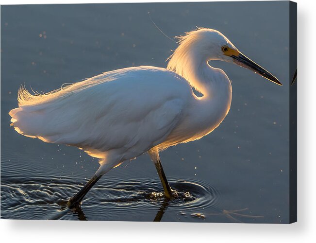 California Acrylic Print featuring the photograph Early Morning Light on Egret by Marc Crumpler