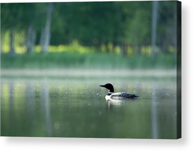 Loon Acrylic Print featuring the photograph Early Morning Swim by Russell Todd
