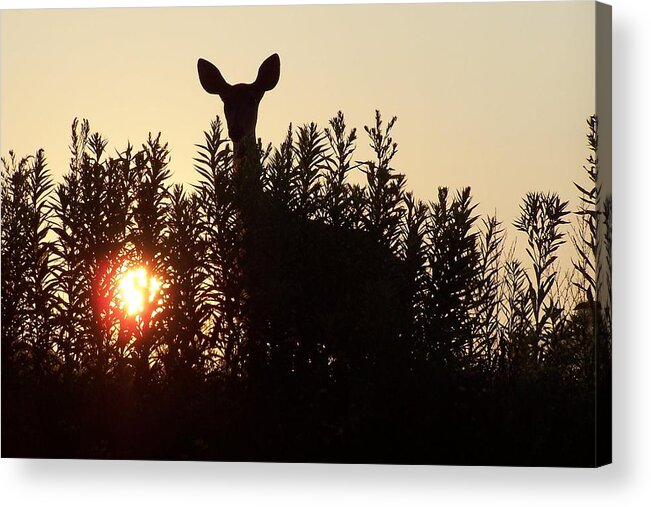 Deer Acrylic Print featuring the photograph Early Morning Visitor by Laurie Prentice