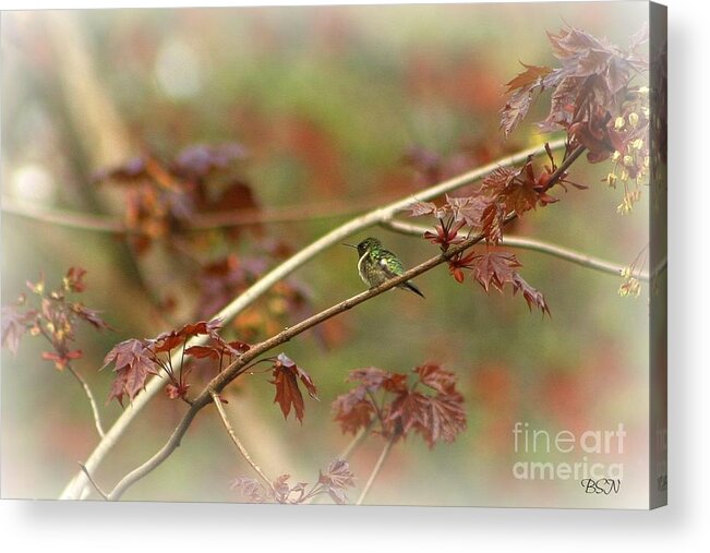 Bird Acrylic Print featuring the photograph Early Summer Hummer by Barbara S Nickerson