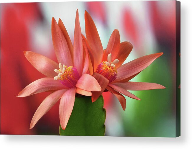 Easter Cactus Acrylic Print featuring the photograph Easter Cactus by Terence Davis