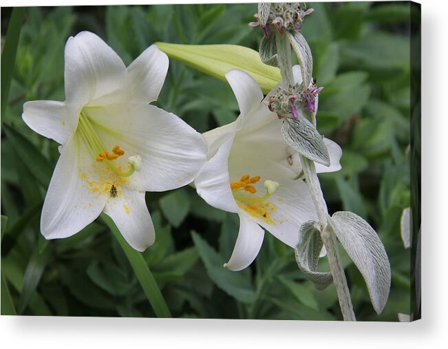 Flower Acrylic Print featuring the photograph Easter Lily by Allen Nice-Webb