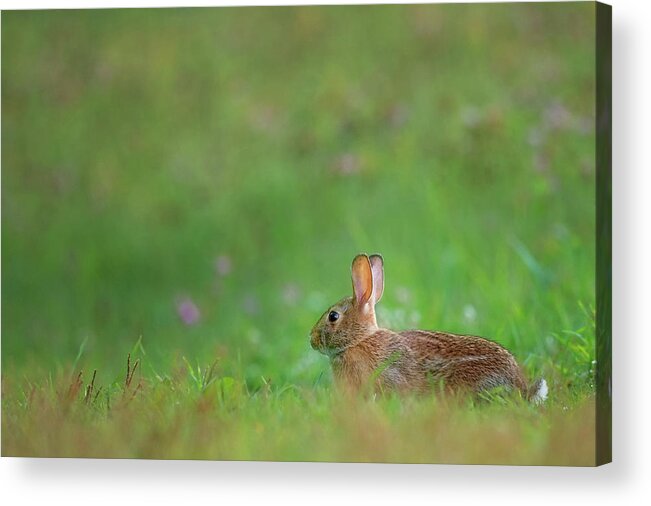 Rabbit Acrylic Print featuring the photograph Eastern Cottontail 2016 by Bill Wakeley