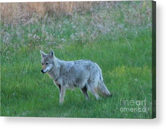 Coyote Acrylic Print featuring the photograph Eastern Coyote in Meadow  by Neal Eslinger