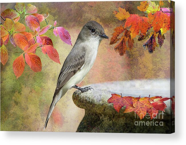 Eastern Phoebe Acrylic Print featuring the photograph Eastern Phoebe In Autumn by Bonnie Barry