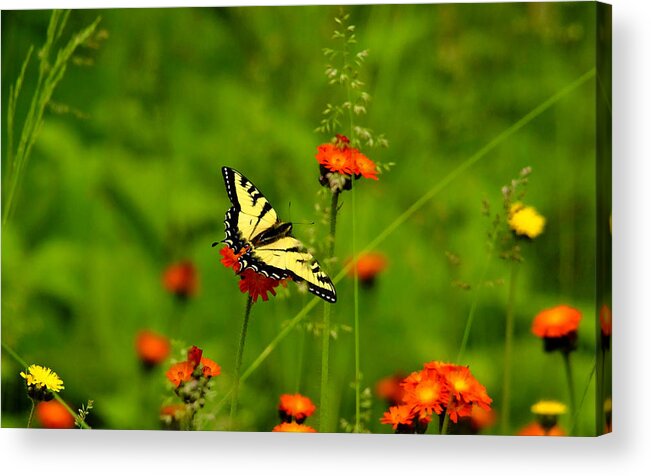 Canadian Tiger Swallowtail Acrylic Print featuring the photograph Eastern Tiger Swallowtail by Debbie Oppermann