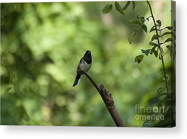 Eastern Towhee Acrylic Print featuring the photograph Eastern Towhee 20120707_52a by Tina Hopkins