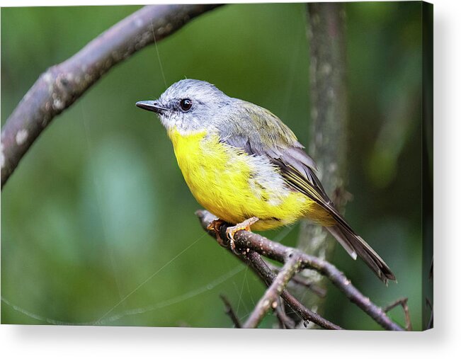 Robin Acrylic Print featuring the photograph Eastern Yellow Robin on a branch by Catherine Reading