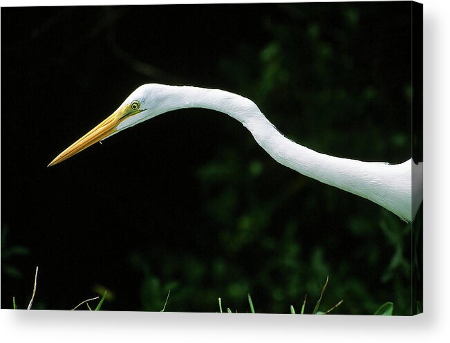 Egret Acrylic Print featuring the photograph Egret 1 by Ted Keller