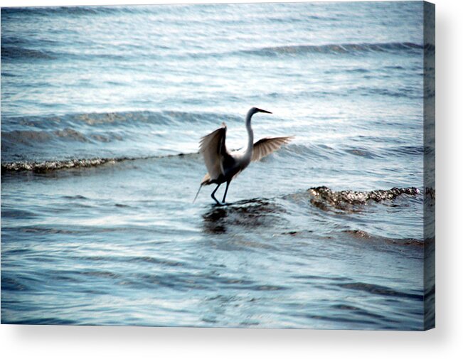 Wildlife Acrylic Print featuring the photograph Egret at Sunset by Kathleen Stephens