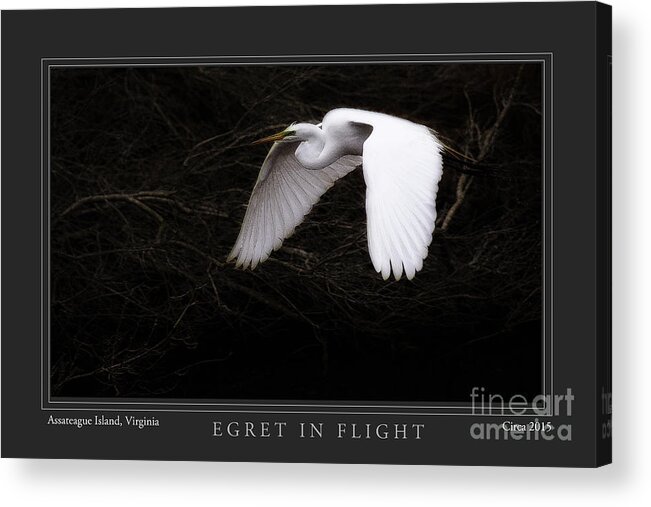 Egret Acrylic Print featuring the photograph Egret In Flight by Gene Bleile Photography 