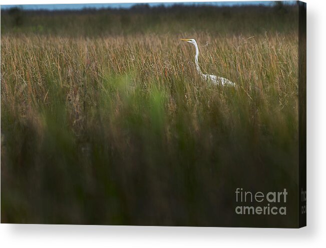 Loxahatchee Acrylic Print featuring the photograph Egret in Swamp-2-0711 by Steve Somerville