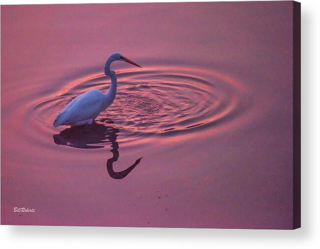Central California Coast Acrylic Print featuring the photograph Egret In the Pink I by Bill Roberts
