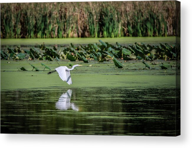 Egret Acrylic Print featuring the photograph Egret Over Wetland by Ray Congrove
