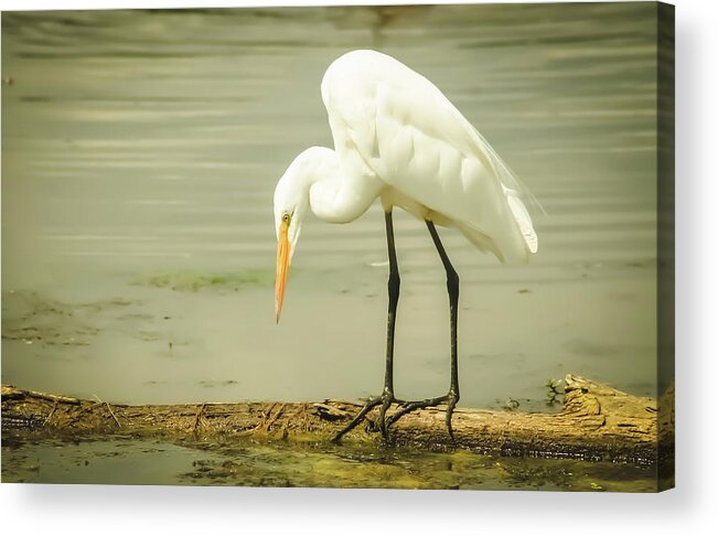 Egret Acrylic Print featuring the photograph Egret Portrait by Karl Anderson