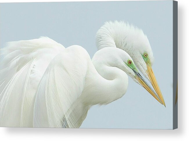 Great Egrets Acrylic Print featuring the photograph Egrets In Love 2 by Fraida Gutovich