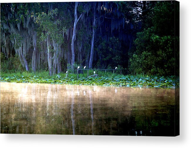 Lake Acrylic Print featuring the photograph Egrets on a Fence by Kathi Shotwell