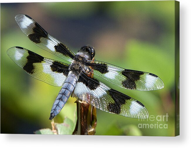 Eight-spotted Skimmer Acrylic Print featuring the photograph Eight-spotted Skimmer by Sharon Talson