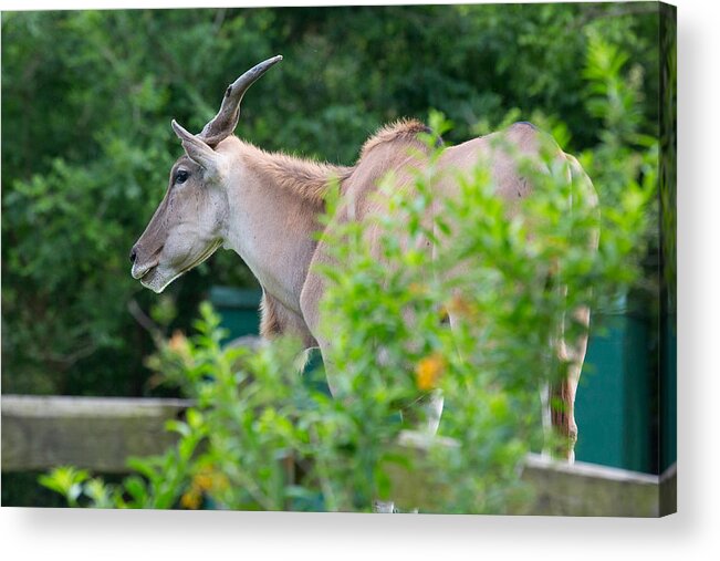 Animal Acrylic Print featuring the photograph Eland by Allan Morrison