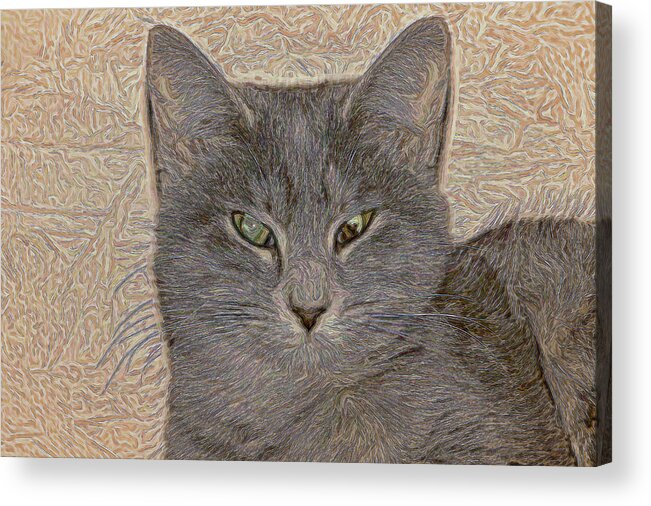 Cat Acrylic Print featuring the photograph Elby by David Yocum