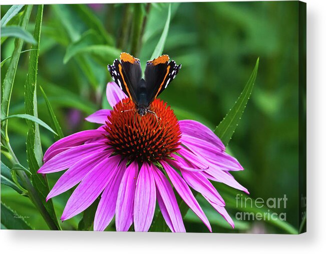 Flower Acrylic Print featuring the photograph Elegant Butterfly by Ms Judi