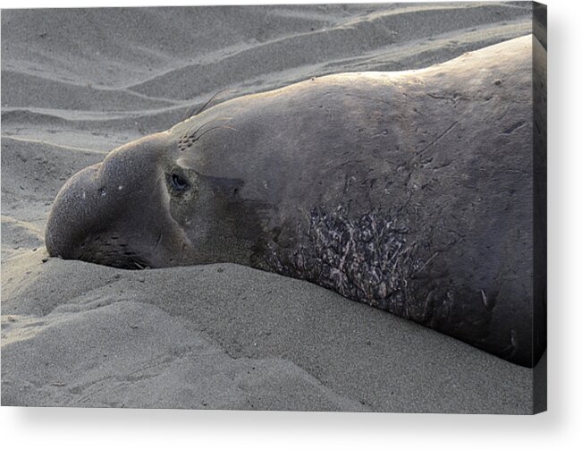 California Acrylic Print featuring the photograph Elephant Seal 5 by Bob Christopher