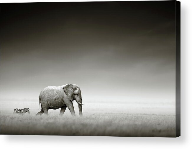 #faatoppicks Acrylic Print featuring the photograph Elephant with zebra by Johan Swanepoel