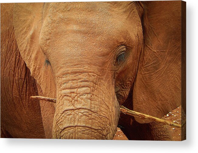 Elephant Acrylic Print featuring the photograph Elephant's Child by Phil And Karen Rispin