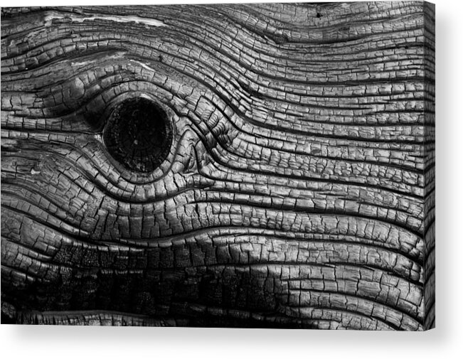 Wood Acrylic Print featuring the photograph Elephant's Eye by Stephen Holst