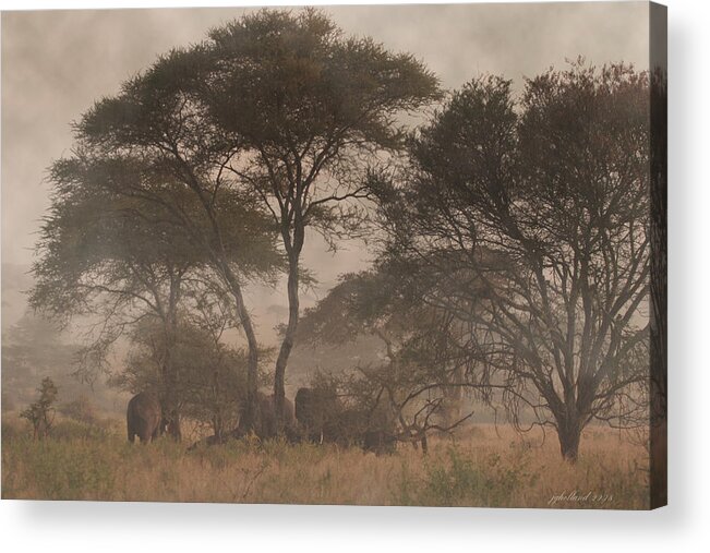 Tanzania Acrylic Print featuring the photograph Elephants on the Serengeti Foggy Evening by Joseph G Holland