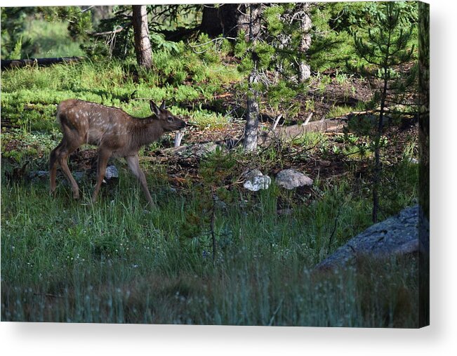 Animal Acrylic Print featuring the photograph Baby Elk RMNP CO by Margarethe Binkley
