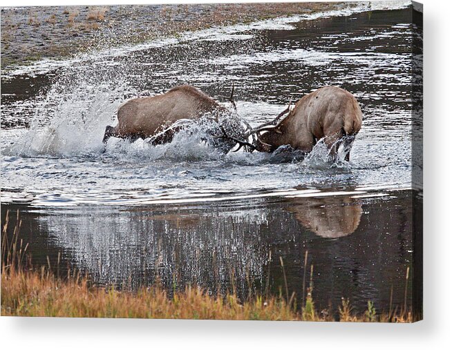 Elk Acrylic Print featuring the photograph Elk Fight by Wesley Aston