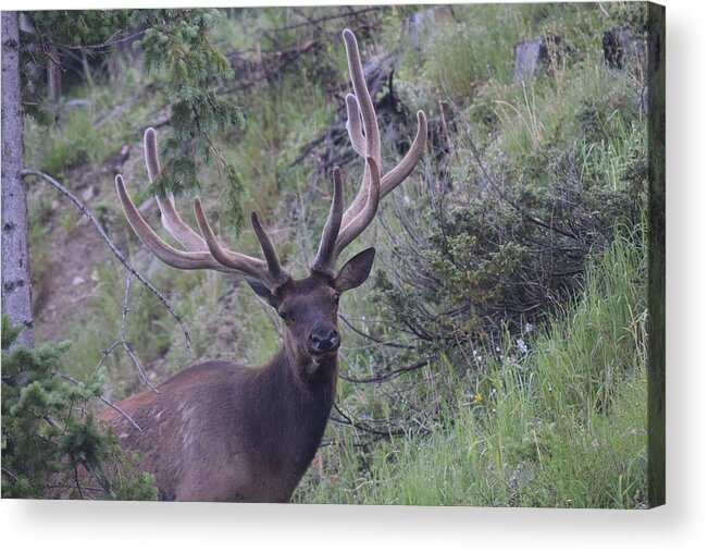 Animal Acrylic Print featuring the photograph Bull Elk RMNP CO #1 by Margarethe Binkley
