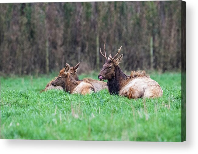 Elk Acrylic Print featuring the photograph Elk Relaxing by Paul Freidlund
