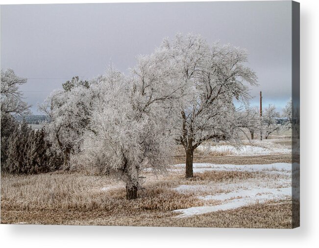Elm Tree Acrylic Print featuring the photograph Elm Frosting by Alana Thrower