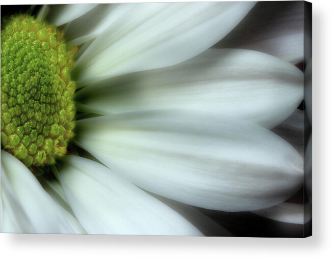 Daisy Acrylic Print featuring the photograph Embrace by Mike Eingle