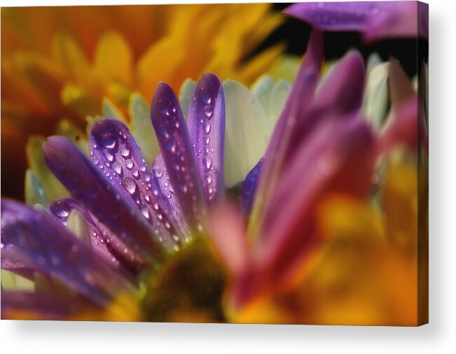Daisies Acrylic Print featuring the photograph Embrace The Light by Mike Eingle